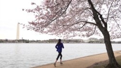 A Runner pass under the cherry blossom trees in full bloom at the Tidal Basin in Washington, DC, Thursday, March 19, 2020.