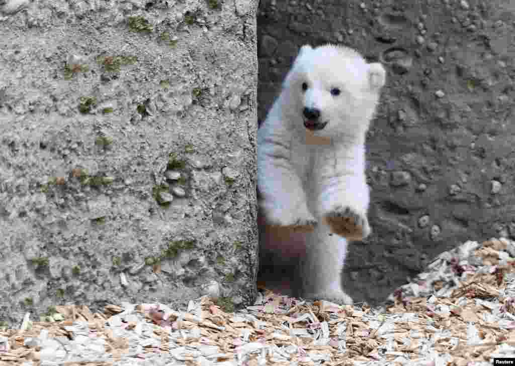 Polar bear mother Giovanna (not in picture) and her 14-week-old cub are on their first outing at Hellabrunn Zoo in Munich, Germany.
