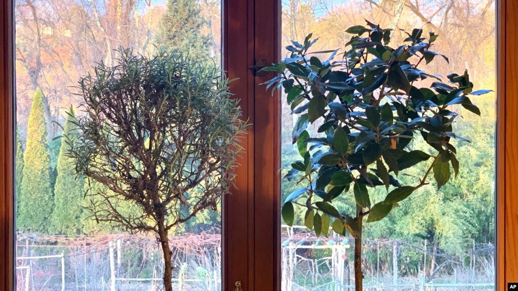 This undated photo shows a rosemary plant, left, and a Bay Laurel, right, in New Paltz, NY. Rosemary is an herb ideal for growing on a windowsill in winter, provides aroma, flavoring and beauty. (Lee Reich via AP)