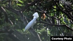 Kakatua Putih (cacatua alba) dikategorikan rentan (Vulnerable) oleh IUCN akibat menurunnya populasi. (Foto: Burung Indonesia)