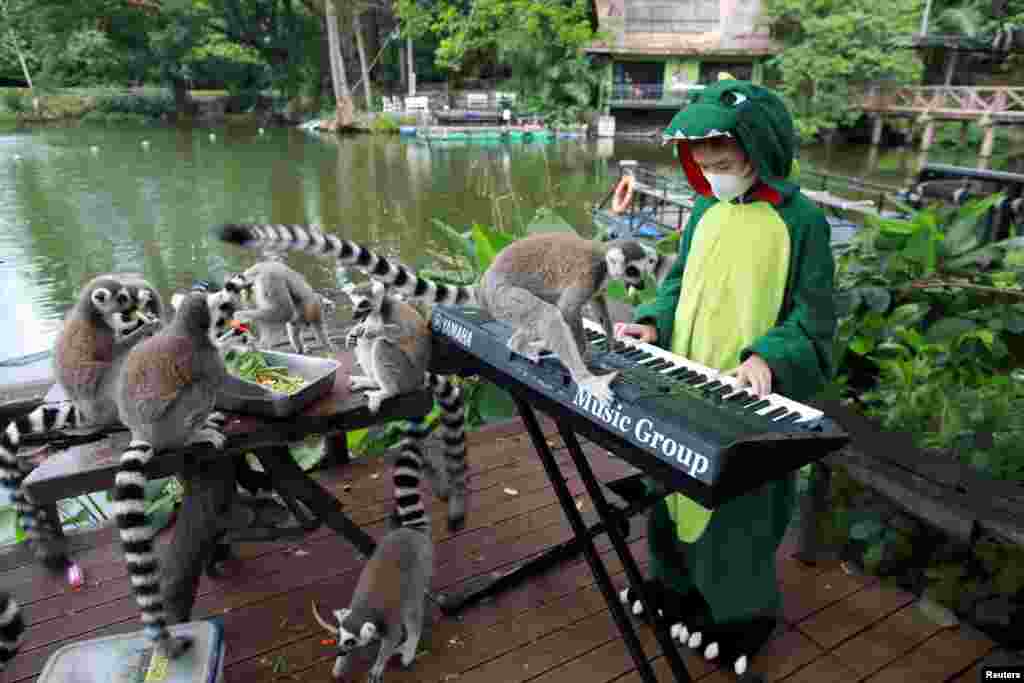Lemurs are seen as Seenlada Supat, 11, plays an organ for animals at a zoo in Chonburi, Thailand.