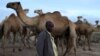 Al-Shabab Seizes Somali Herders' Livestock