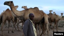 FILE - A camel herder stands with his stock near Borama, Somalia, April 16, 2016. Recently, al-Shabab militants have taken to killing farmers and stealing their livestock.