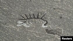 A Hallucigenia sparsa whose fossils have been unearthed in the Burgess Shale site in the Canadian Rocky Mountains, belonging to a primitive group of velvet worms, animals that still exist today, is shown in this image released June 23, 2015. 