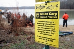 In this February 5, 2020, photo, wildlife officials take part in a roundup of Asian carp in Smith Bay on Kentucky Lake near Golden Pond, Kentucky.