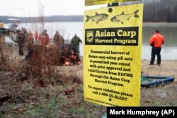 In this February 5, 2020, photo, wildlife officials take part in a roundup of Asian carp in Smith Bay on Kentucky Lake near Golden Pond, Kentucky.