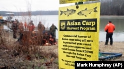 In this February 5, 2020, photo, wildlife officials take part in a roundup of Asian carp in Smith Bay on Kentucky Lake near Golden Pond, Kentucky.