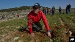 Young American rabbinical students plant olive trees, on the land near the West Bank village of Attuwani, south of Hebron, Jan. 25, 2019. (AP Photo/Nasser Nasser)