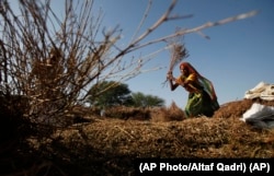 Indian village woman with lentil plants on the banks of the Chambal River near Bhopepura Village, India. (AP Photo/Altaf Qadri)