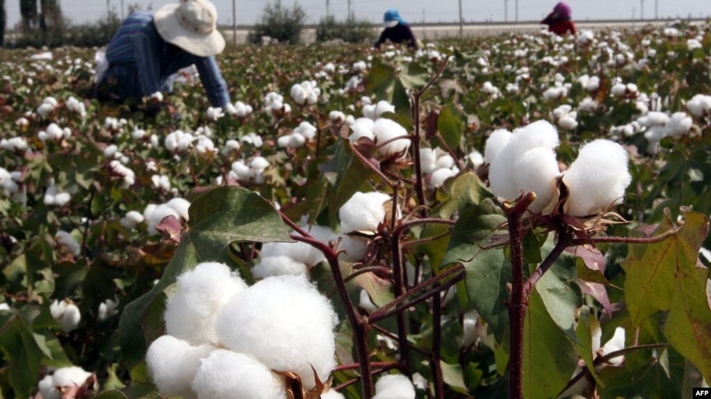 资料照：中国新疆哈密一处棉花田。（法新社，2015年9月20日）