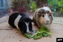 Emi (L) and Ally (R), the guinea pigs, eat lettuce while they are having floor time in San Diego, California on April 21, 2020. (Photo by ARIANA DREHSLER / AFP)
