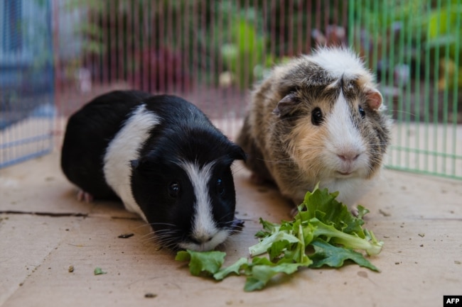 Emi (L) and Ally (R), the guinea pigs, eat lettuce while they are having floor time in San Diego, California on April 21, 2020. (Photo by ARIANA DREHSLER / AFP)