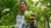 អ្នកដាំស្វាយ​លក្ខណៈ​គ្រួសារ​ខ្លាច​ក្រុមហ៊ុន​ធំៗ​ដណ្តើម​ទីផ្សារ ខណៈ​កម្ពុជា​សម្លឹង​ការនាំ​ផ្លែស្វាយ​ចេញ​ទៅ​ចិន