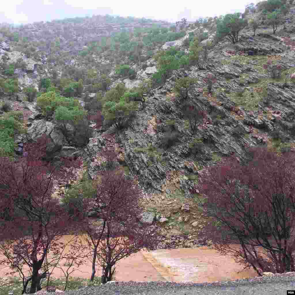 درختان ارغوان تنگه ارغوان ایلام عکس: سجاد (ارسالی شما)