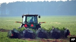  Ray Morris plows up peanuts at his farm near Leesburg, Ga., on Thursday, Oct. 25, 2012. US farmers are expected to bring in more than two-thirds more peanuts than they did in 2011. 