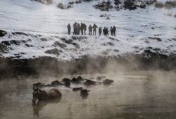 Para penggembala membawa kerbau dan kuda mereka untuk berendam di pemandian air panas dekat desa Budakli, provinsi pegunungan Bitlis, tenggara Turki, 24 Januari 2019. (AP)