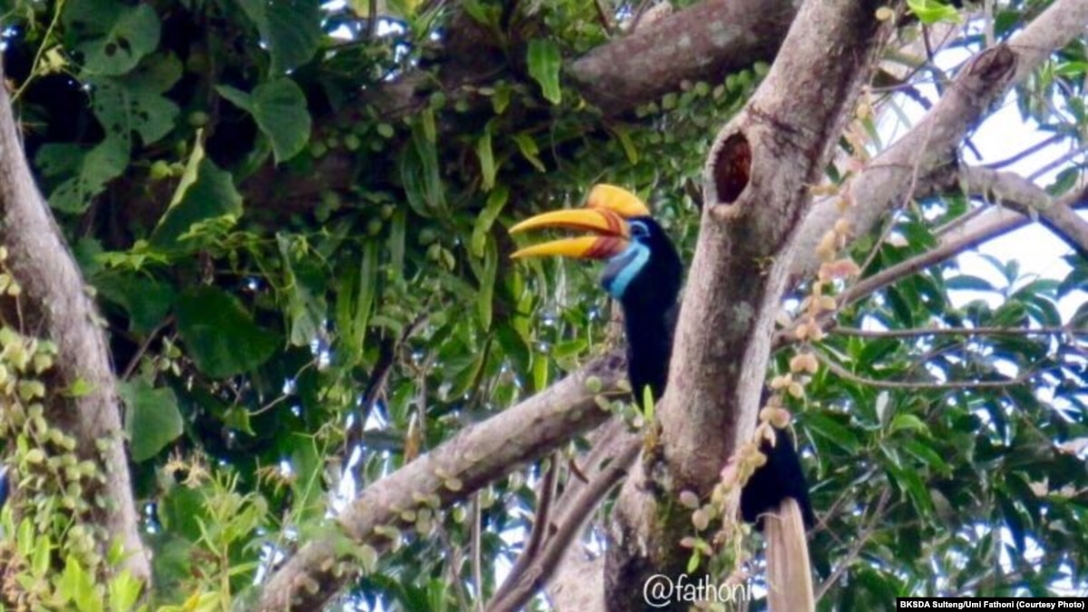 Burung Julang Sulawesi Masih Jadi Sasaran Perburuan Liar