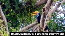 Burung Julang Sulawesi atau Rangkong di Taman Wisata Alam Bancea, Pamona Selatan Kabupaten Poso, Sulawesi Tengah. (Foto: BKSDA Sulawesi Tengah/Umi Fathoni)