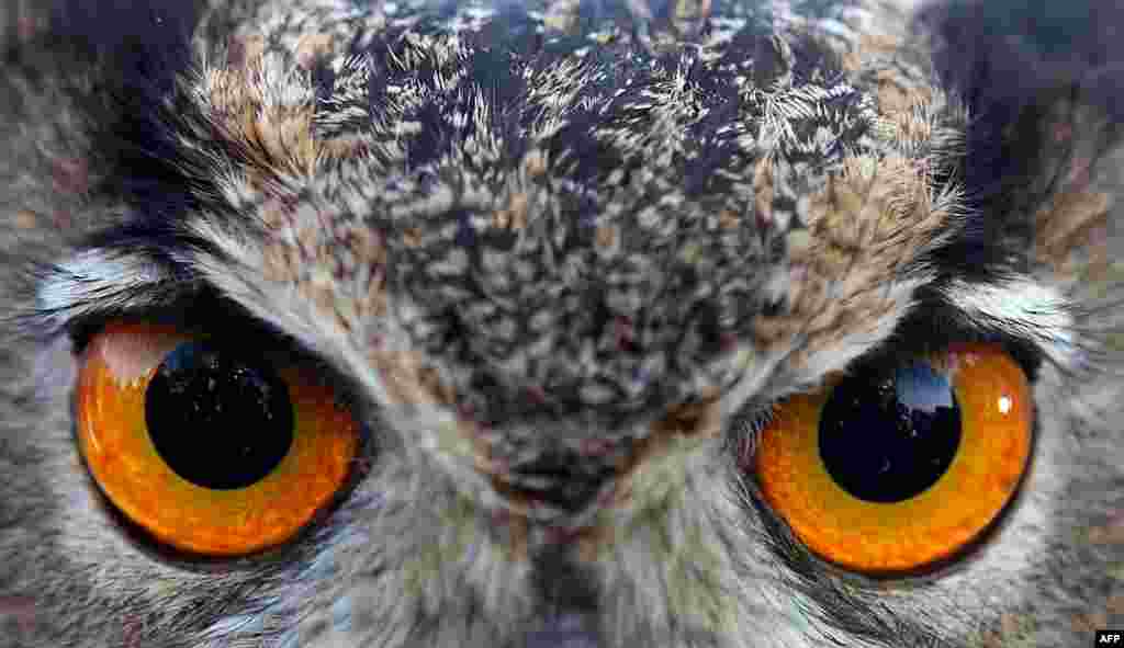 An Eurasian eagle owl is displayed at a shopping festival in Kuwait City.