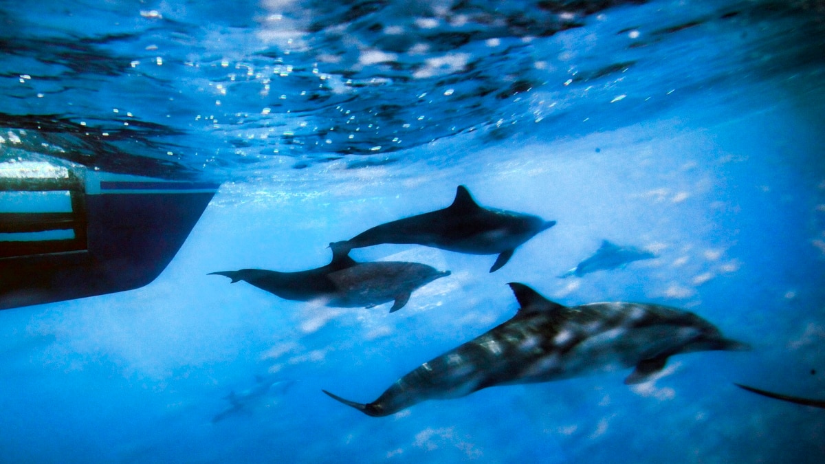 Humans Are Making Oceans Too Noisy - Vimarsana News