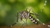 Controverse autour de moustiques OGM contre le paludisme au Burkina