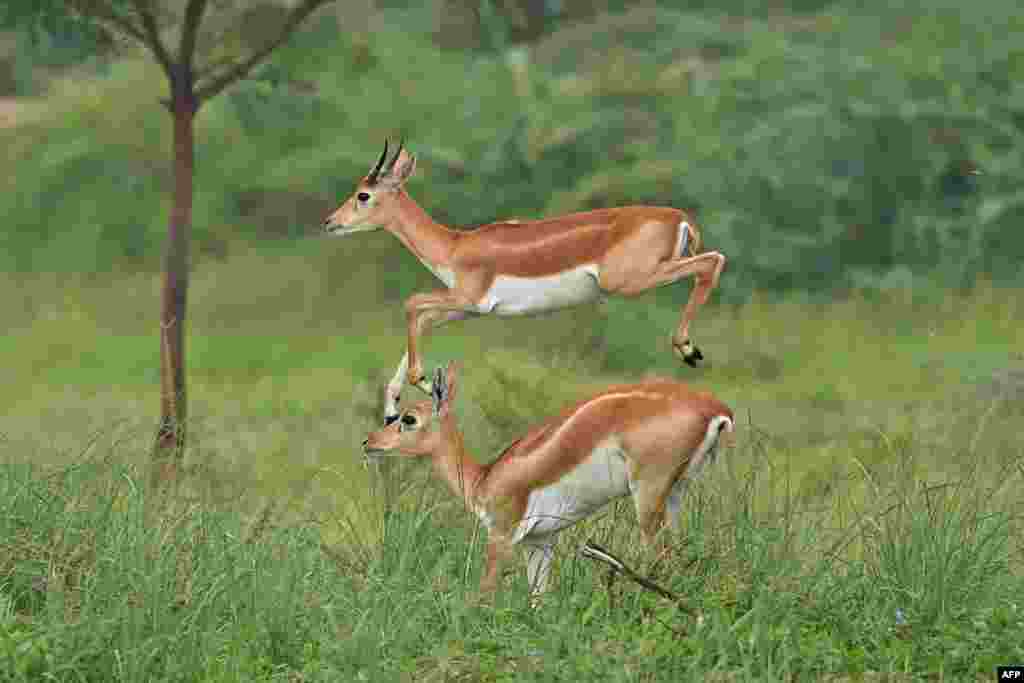 Antelopes run through a field at Kanjari village on the outskirts of Ahmedabad, India.