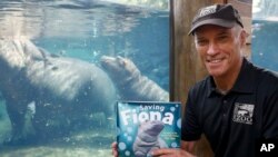 In this Tuesday, June 26, 2018 photo, Cincinnati Zoo & Botanical Garden Thane Maynard poses for a photograph beside the enclosure of Fiona, their baby Nile Hippopotamus, in Cincinnati.