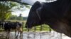 Raising Cattle a Risky Business for Venezuela Ranchers