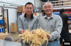 Will Hsu, left, and father Paul Hsu check out some ginseng at their processing center in north-central Wisconsin. (C. Guensburg/VOA)