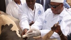 Mali Djamanatigui Ye Bagan Sogow Campagne Koroubow Kari