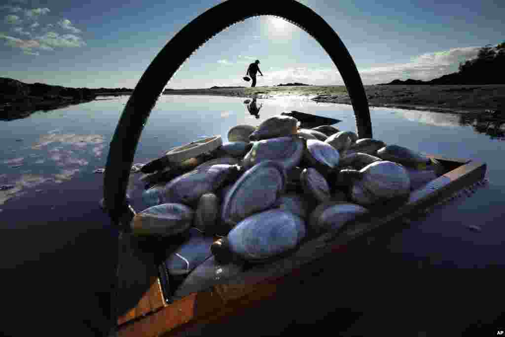 A friend's basket of clams sit in the water as Mike Suprin, of Rollinsford, New Hampshire, calls it a day after filling his basket with soft shells at Cape Porpoise in Kennebunkport, Maine.