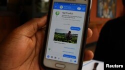 A demonstration of how Zambia-based application AgriPredict can help identify pests and diseases through Facebook, in Kigali, Aug. 21, 2018. 