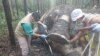 Bangkai gajah Sumatera yang ditemukan di kawasan konsensi hutan tanaman industri di Kabupaten Bengkalis, Riau, Selasa, 19 November 2019. (Courtesy: BBKSDA Riau). 