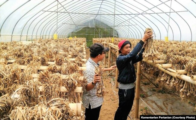 Pengolahan panen bawang putih. (Foto: Kementan)