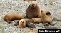 Alaska's Sea Lions in the Aleutian Islands (AP Photo/Katie Sweeney)