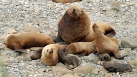 Alaska's Sea Lions in the Aleutian Islands (AP Photo/Katie Sweeney)
