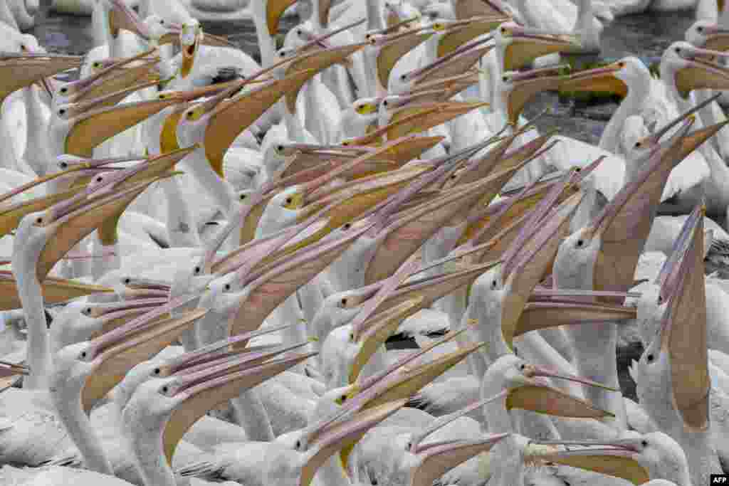 American white pelicans are seen in the waters of Lake Chapala in Cojumatlan de Regules, Michoacan State, Mexico, Jan. 4, 2016.