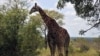 Des girafes namibiennes envoyées en Angola 