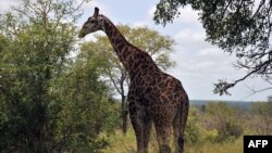 Une girafe dans le parc national Kruger près de Nelspruit, en Afrique du Sud, le 6 février 2013.
