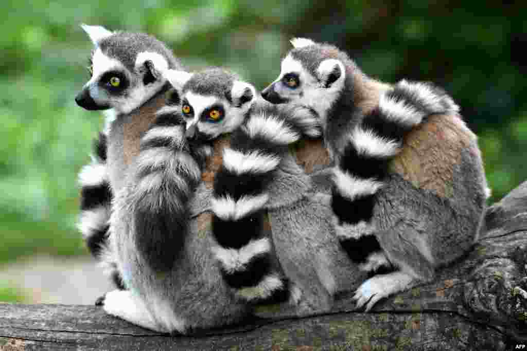 A newborn lemurl Catta (C), is pictured at the Bioparco Zoo in Rome, Italy.