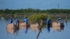 Restoring Mexico's Mangroves Can Shield Shores, Store Carbon 