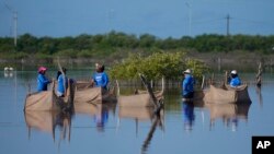 Women wade through a swamp to plant mangrove seedlings, near Progreso, Mexico, Oct. 6, 2021.