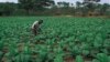 Zimbabwe Farmers Playing Key Role in Achieving Food Security