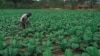 Zimbabwe Official Says Most Occupied Farms Underutilized