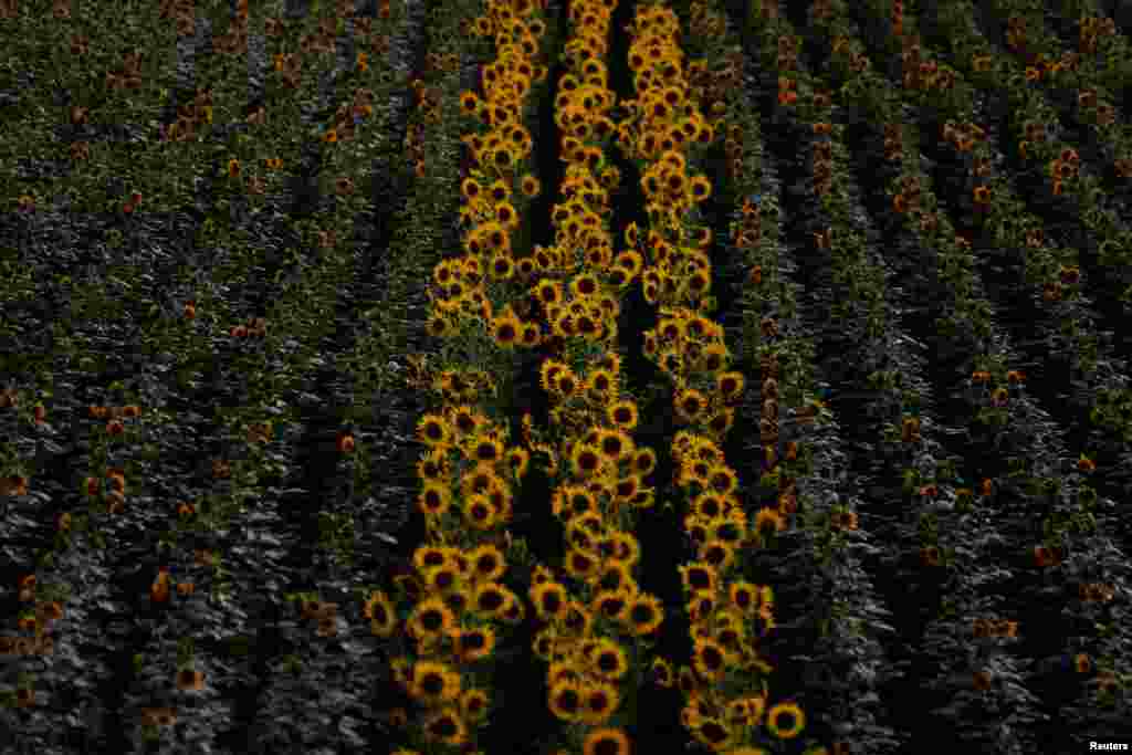 Rows of sunflowers are seen on a farm near Portel, Portugal.