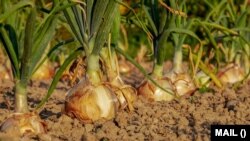 Onions are only one type of root vegetables. Learn about others and how to cook them. 