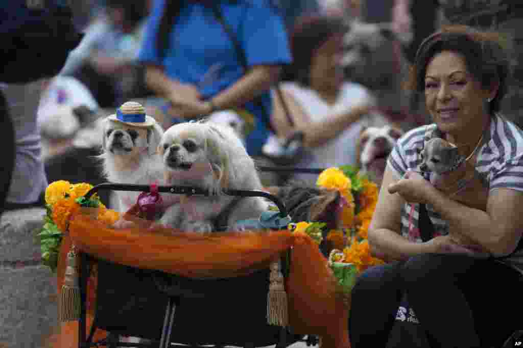 فستیوال بزرگداشت سگ ها در مکزیکو سیتی که ریشه هندو دارد.