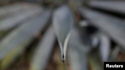 A blue agave is pictured in Tequila, Jalisco, Mexico, Sept. 7, 2017. 