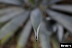 FILE - A blue agave is pictured in Tequila, Jalisco, Mexico, Sept. 7, 2017.