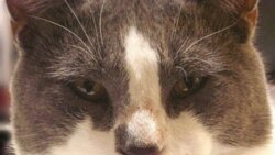 Words and Their Stories: When the Cat’s Away